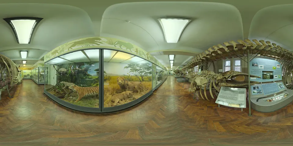 A museum hall of mammals. The whole 360 sphere of the scene unwrapped into one wide strip, as the viewer stores it.