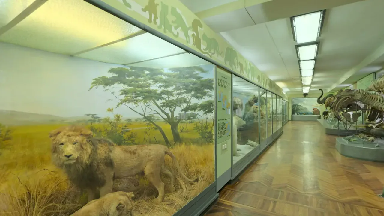 A museum hall of mammals. A looping 360 scene built as a Fast Builds 360 experience, shown flat.
